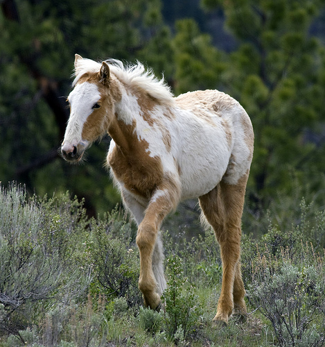 Photo of Equus caballus by Brian Klinkenberg